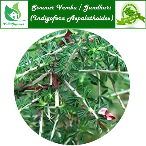 Shivanar Vembu Powder Online At Low Price In Valli Organics shivanar-vembu-powder-online-at-low-price-in-valli-organics